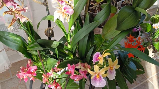 Цветение мультифлорок!!! смотреть онлайн