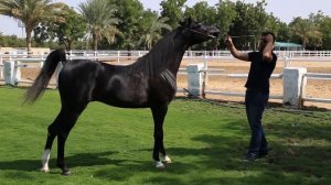 Самый дорогой арабский скакун! 500 000 $