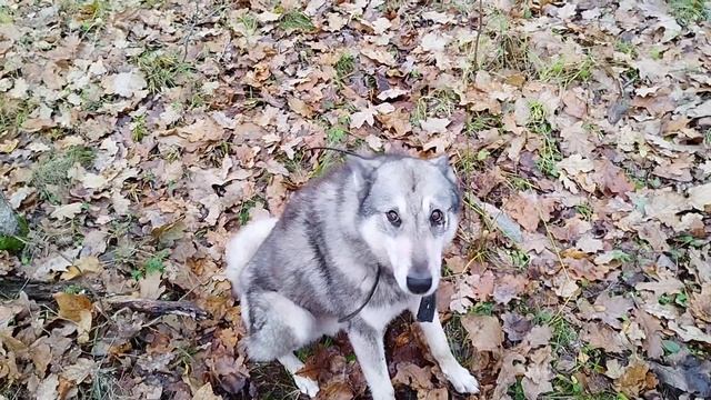Добыли одну белку для щенков ! смотреть онлайн