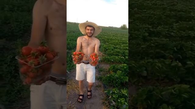 #кораблино #клубника #рязань #ягода смотреть онлайн