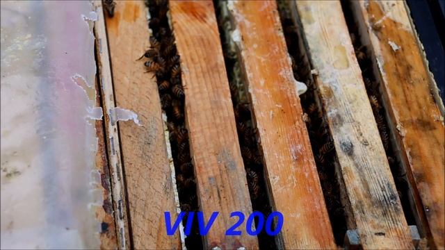 Зимовка Golden Buckfast Belarus 2020 смотреть онлайн