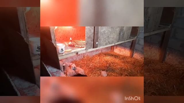 Ягнята с нуля. ЗЦМ смотреть онлайн