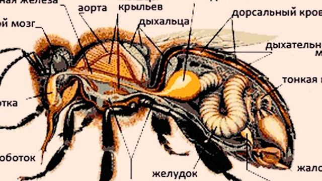 Шмели Можно ли их разводить и Зачем нужны Шмели смотреть онлайн