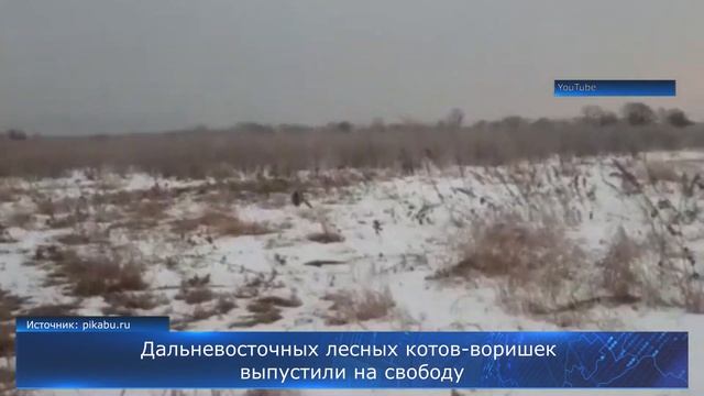 Дальневосточных лесных котов-воришек выпустили на свободу смотреть онлайн