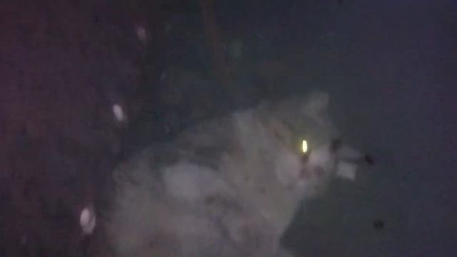 Кот спит под мангалом смотреть онлайн