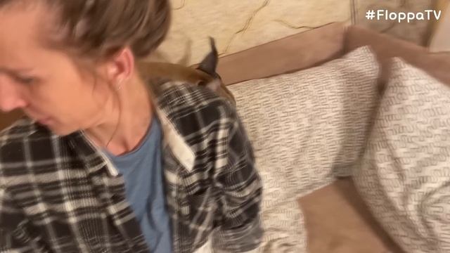 Big Floppa Loves to Be Hugged : Caracal смотреть онлайн