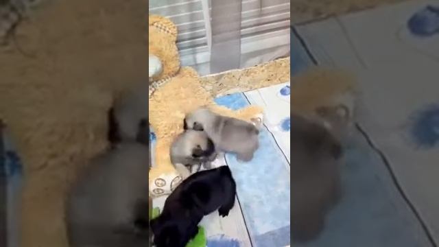 Мопсы мальчики чёрные и бежевые смотреть онлайн