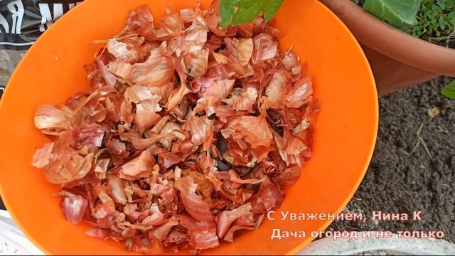 ДОБАВЬ 1 ГОРСТЬ В ЛУНКУ ПРИ ПОСАДКЕ ТОМАТОВ! ПОМИДОРЫ ЗАВАЛЯТ ВАС УРОЖАЕМ! Что добавить в лунку смотреть онлайн