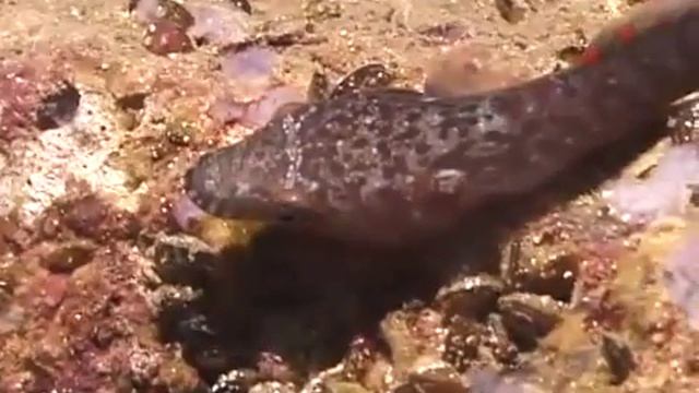 © Морская уточка Lepadogaster candolii Fishes of the Black Sea Video Dr Oleg Kovtun смотреть онлайн
