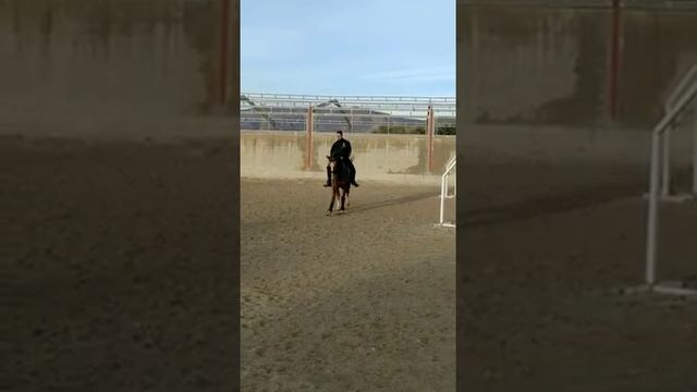 ПРЕДЛАГАЕТСЯ К ПРОДАЖЕ АППАЛУЗА CDE 10 ЛЕТ, Продажа лошадей в Испании, есть доставка смотреть онлайн