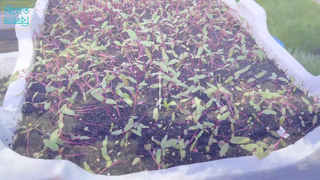 বাগানে চারা দেয়ার প্রস্তুতি Hardening Off, Feels Like Temp, Last Frost Date Gardening Tips