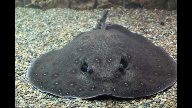 Скат рыба Электричество ската смотреть онлайн