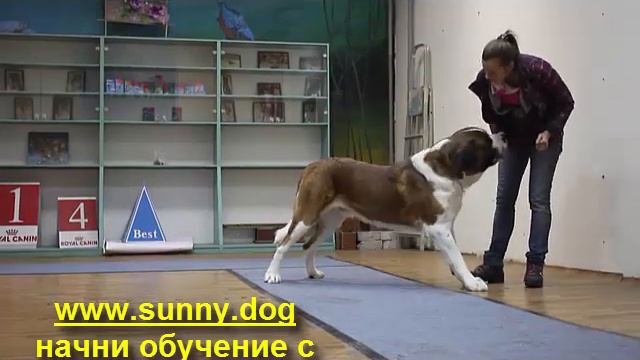 Дрессировка сенбернара. Интересное обучение сенбернара. Сенбернар трюки смотреть онлайн