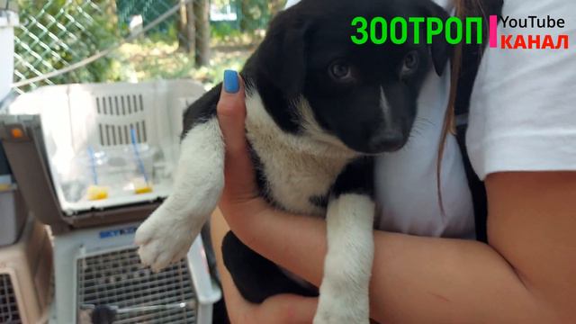 🔥 Спасённые собаки для Вас 🔥 Собаки из Херсона. Спасение животных. Догтаун. 411 батарея. #зоотроп смотреть онлайн