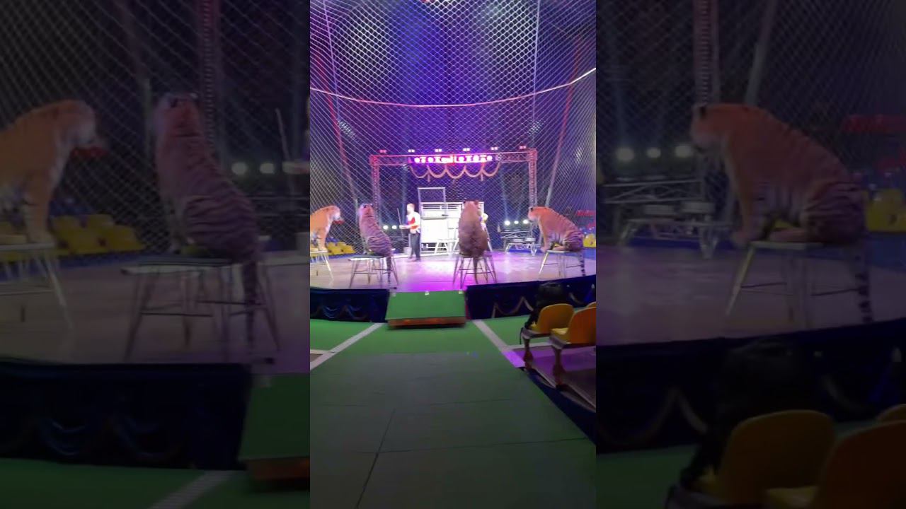 DJI Mavic 3 против Тигра #shorts смотреть онлайн