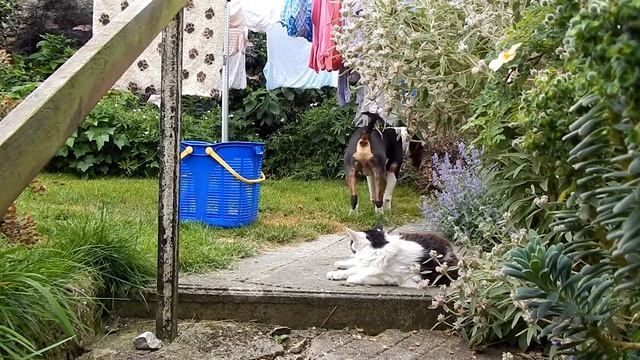 Pogo .. English Bull Terrier .. and the Cool Cat смотреть онлайн