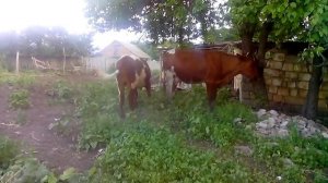 Корова и Бык1