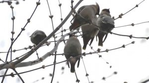 свиристели поют