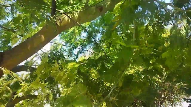 Мимомоза. Пляж Мандарин смотреть онлайн