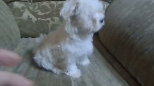 МАЛЬТИЙСКАЯ БОЛОНКА -МАЛЬТЕЗЕ смотреть онлайн