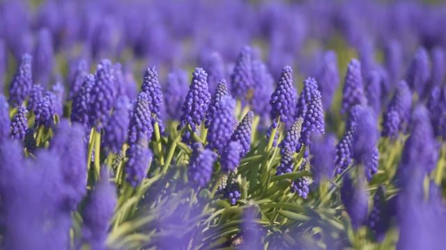 Peaceful Relaxing Lavender Fields Music For Meditation, Stress Relief, Study смотреть онлайн