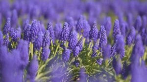 Peaceful Relaxing Lavender Fields Music For Meditation, Stress Relief, Study