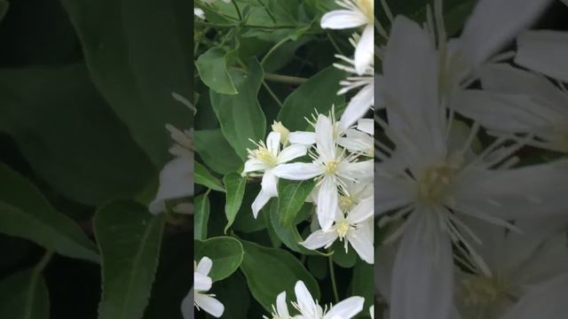 Snow in summer - Autumn Clematis 🤍🌟🍂 смотреть онлайн