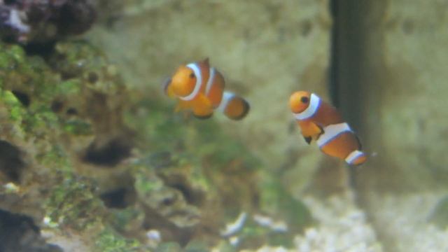 Aqua Medic Magnifica 100 - 3 months old with Amphiprion fish reef tank смотреть онлайн