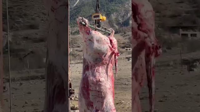 Огромный бык Шароле, 5 лет. смотреть онлайн