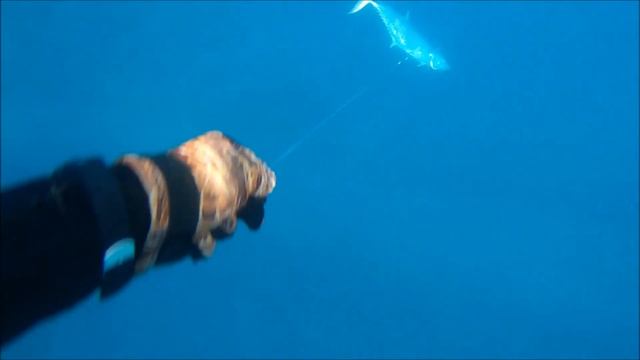Spanish Mackerel flat island central Queensland spearfishing - West Coast Mulisha смотреть онлайн