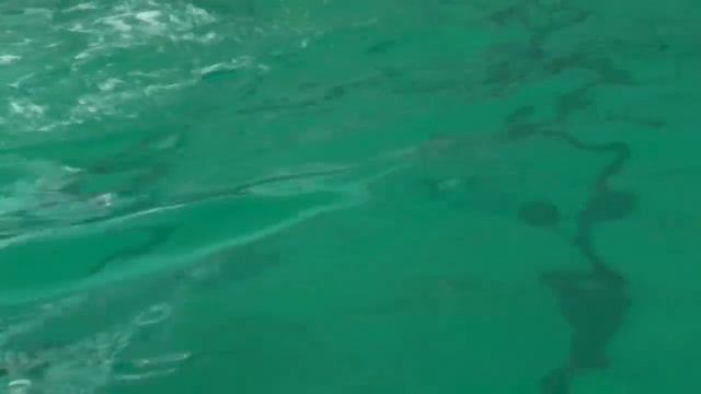 выступление белух и моржихи (дельфинарий Санкт-Петербург) смотреть онлайн