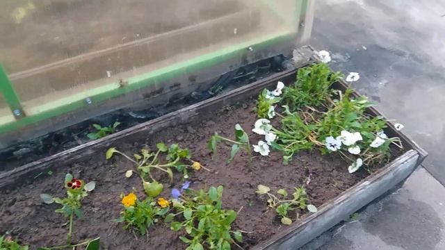 Май - дела садовые серия № 5.