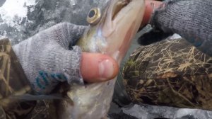 НА ЭТУ БЛЕСНУ БЕРЁТ ЛУЧШЕ | ЛОВЛЯ СУДАКА И БЕРША НА ВОЛГЕ | ЗИМНЯЯ РЫБАЛКА | АДМИРАЛ + ТЮЛЬКА.