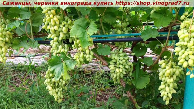Парад окрашивания ультраранних сортов и ГФ винограда- Бананас, кусту третий год, второе плодоношение смотреть онлайн