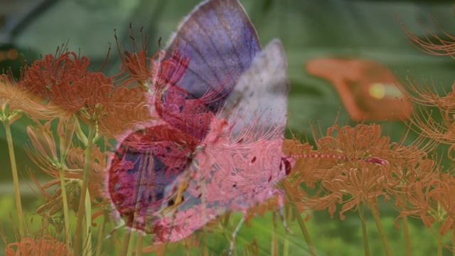 2018 Lycoris radiata смотреть онлайн