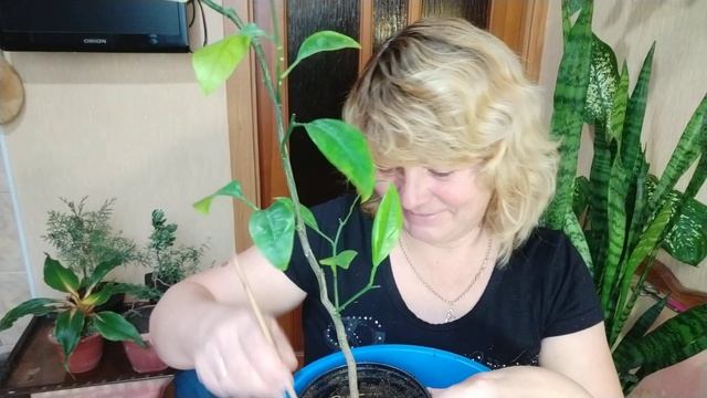 Лимон в горшке, почему плохо растет? Часть 2. смотреть онлайн