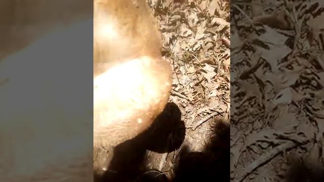 Amanita caesarea kai phalloides Different смотреть онлайн