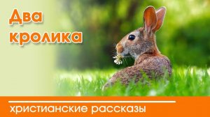 Два кролика - ИНТЕРЕСНЫЙ ХРИСТИАНСКИЙ РАССКАЗ | Христианские рассказы