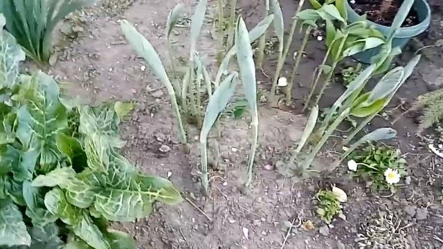 Барбарис, бересклет и компания.