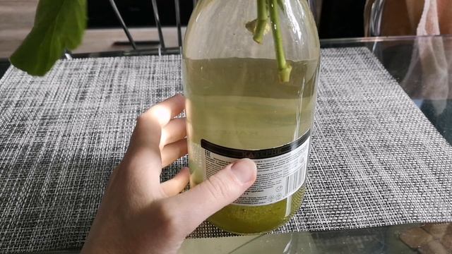 Укоренение жёлтой розы кардана в воде смотреть онлайн