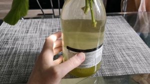 Укоренение жёлтой розы кардана в воде