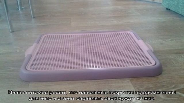 Как приучить шпица к пеленке и туалету в квартире или на улице смотреть онлайн