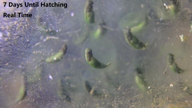 Spotted Salamander Eggs - Embryos Developing and Hatching! (Ambystoma maculatum) смотреть онлайн