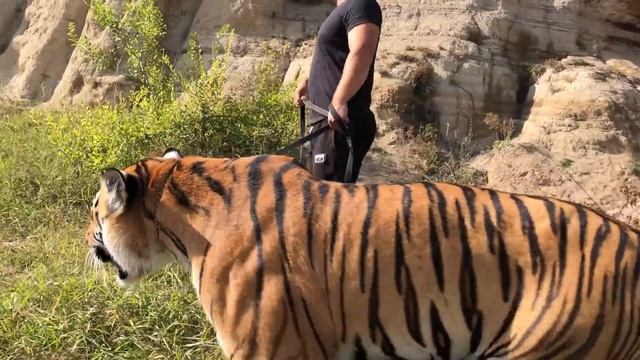 Тигр Ройс поехал на машине гулять(бутылку за собой убрали )/tiger went for a walk смотреть онлайн
