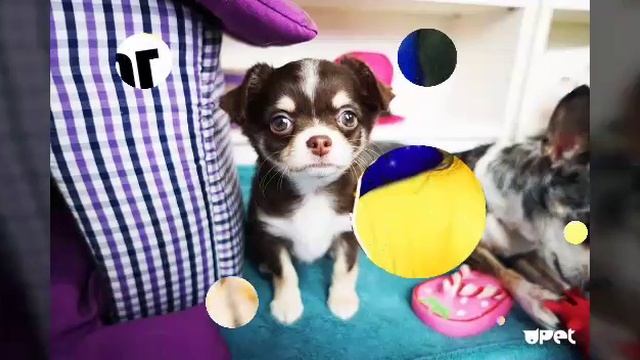 Видео про Юми (Фан Ани мэджик)