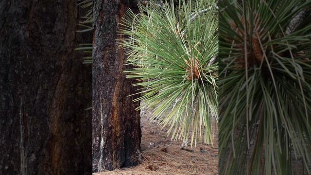 Сосна болотная североамериканская смотреть онлайн