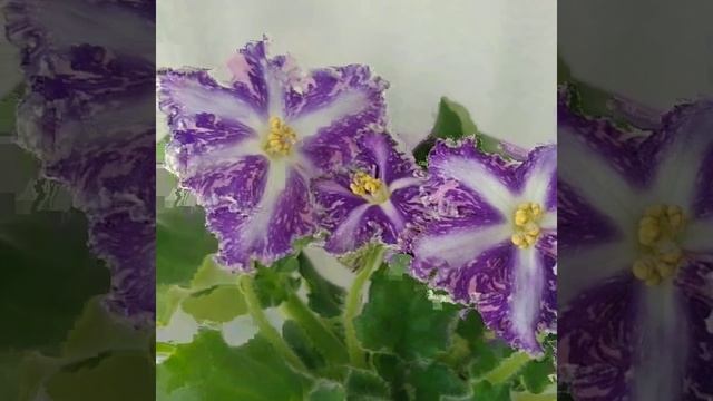 ND-Кок-Кель фиалка химера смотреть онлайн