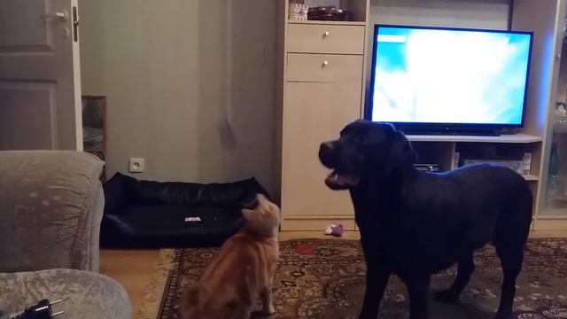 Марсику купили новую игрушку :) Лабрадор и кот. Labrador and cat смотреть онлайн