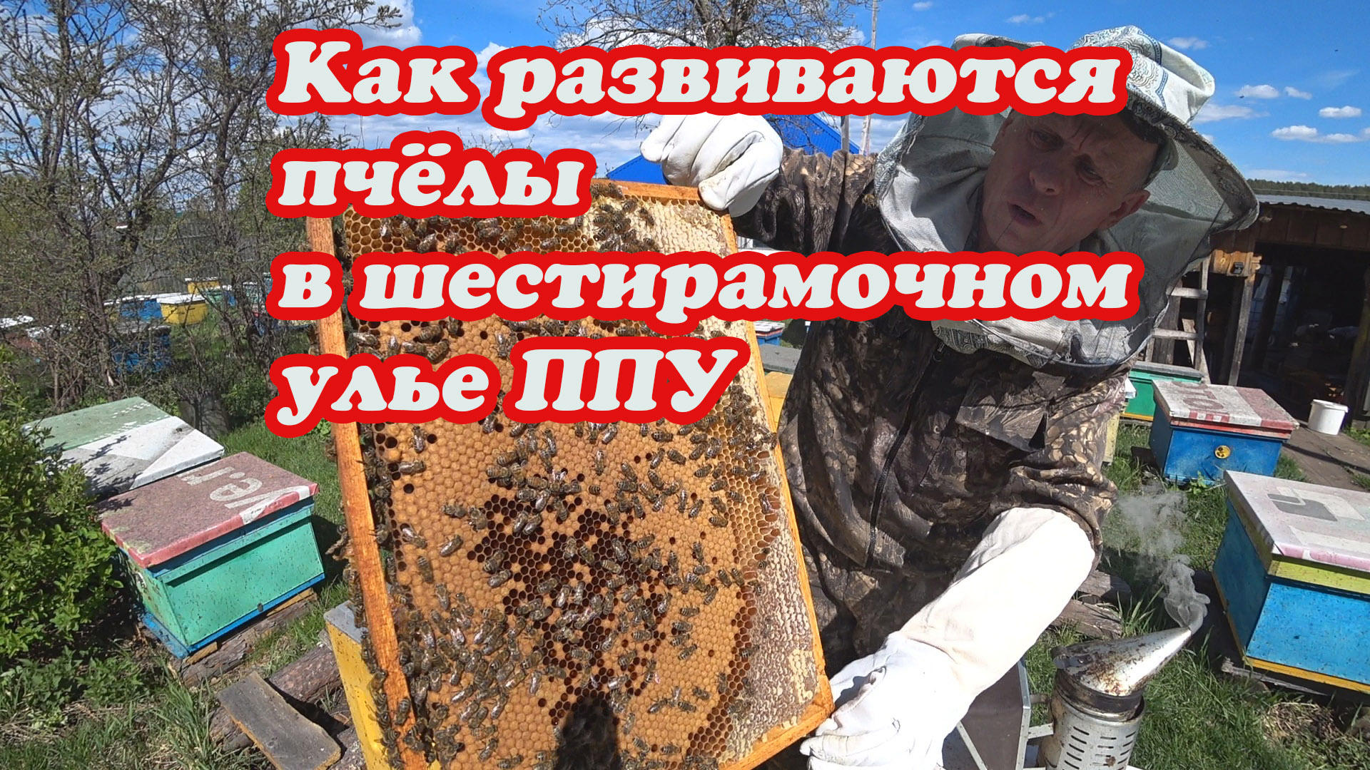 КАК РАЗВИВАЮТСЯ ПЧЁЛЫ В ШЕСТИРАМОЧНОМ УЛЬЕ ППУ РАННЕЙ ВЕСНОЙ смотреть онлайн