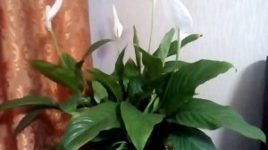 АСД-2. Сенсация в агрономии!